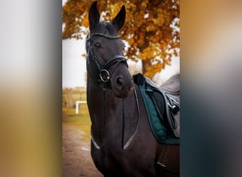 Westphalian, Mare, 14 years, 16 hh, Black