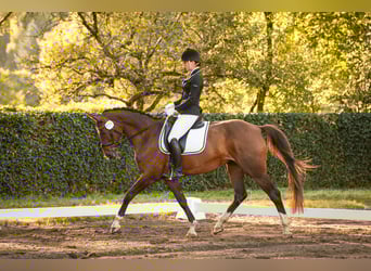 Westphalian, Mare, 14 years, 16 hh, Brown