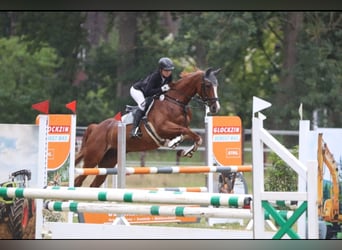 Westphalian, Mare, 14 years, 16 hh, Chestnut-Red