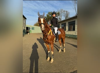 Westphalian, Mare, 14 years, 16 hh, Chestnut-Red