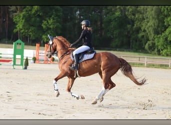 Westphalian, Mare, 14 years, 16 hh, Chestnut-Red