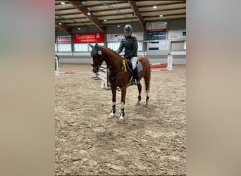 Westphalian, Mare, 14 years, 16 hh, Chestnut-Red