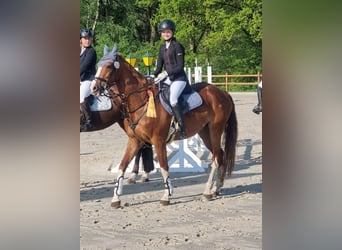 Westphalian, Mare, 14 years, 16 hh, Chestnut-Red