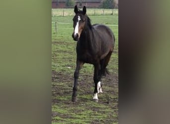 Westphalian, Mare, 14 years, 16,1 hh, Bay-Dark