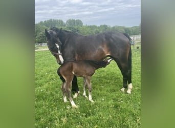 Westphalian, Mare, 14 years, 16,1 hh, Bay-Dark