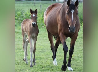 Westphalian, Mare, 14 years, 16,1 hh, Brown
