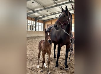 Westphalian, Mare, 14 years, 16,1 hh, Smoky-Black