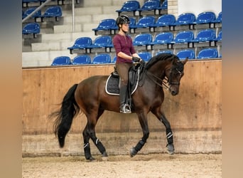 Westphalian, Mare, 14 years, 16,1 hh, Smoky-Black