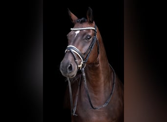 Westphalian, Mare, 14 years, 16,1 hh, Smoky-Black