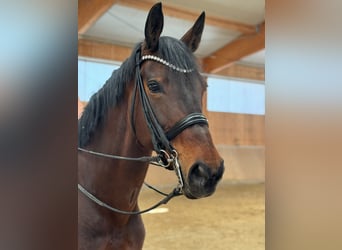 Westphalian, Mare, 14 years, 16,2 hh, Brown