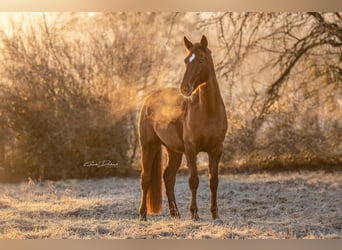 Westphalian, Mare, 14 years, 16,2 hh, Chestnut-Red
