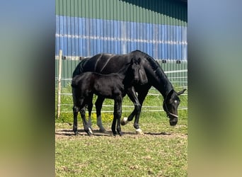Westphalian, Mare, 14 years, 17 hh, Black