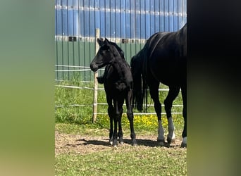 Westphalian, Mare, 14 years, 17 hh, Black
