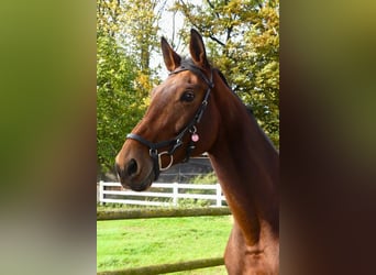 Westphalian, Mare, 14 years, 17 hh, Brown