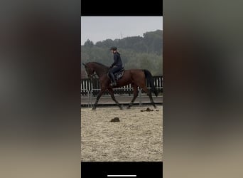 Westphalian, Mare, 14 years, 17 hh, Brown