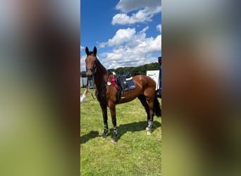 Westphalian, Mare, 14 years, 17 hh, Brown