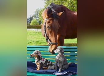 Westphalian, Mare, 14 years, 17 hh, Brown