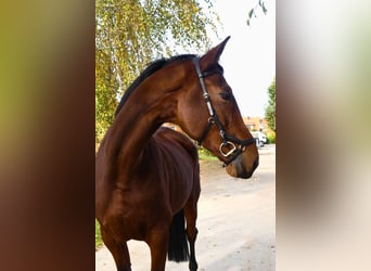 Westphalian, Mare, 14 years, 17 hh, Brown