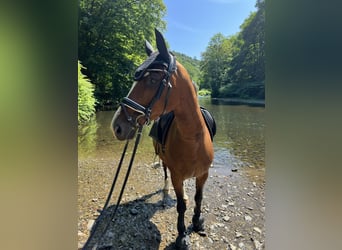 Westphalian, Mare, 15 years, 15,2 hh, Brown
