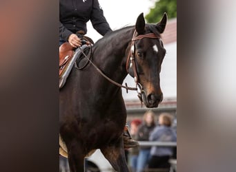 Westphalian, Mare, 15 years, 15,2 hh, Smoky-Black