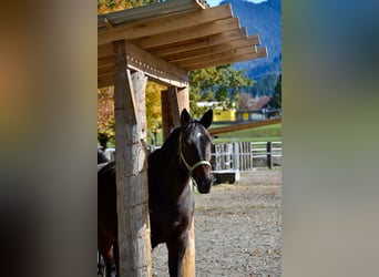 Westphalian, Mare, 15 years, 16,1 hh, Bay-Dark