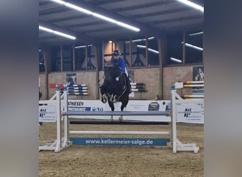 Westphalian, Mare, 15 years, 16.1 hh, Bay-Dark Westphalian, Mare, 15 years, 16.1 hh, Bay-Dark