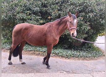 Westphalian, Mare, 15 years, 16.1 hh, Brown
