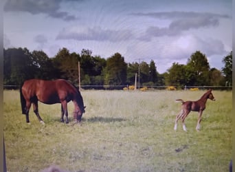 Westphalian, Mare, 15 years, 16.1 hh, Brown