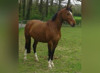 Westphalian, Mare, 15 years, 16,1 hh, Brown