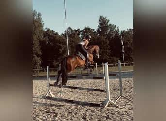 Westphalian, Mare, 15 years, 16.1 hh, Brown
