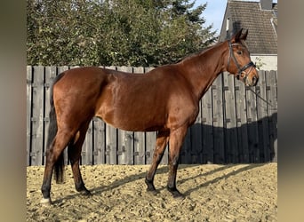 Westphalian, Mare, 15 years, 16,2 hh, Brown