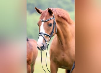 Westphalian, Mare, 15 years, 16.2 hh, Chestnut-Red