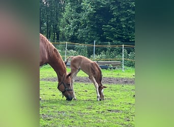 Westphalian, Mare, 15 years, 16.2 hh, Chestnut-Red