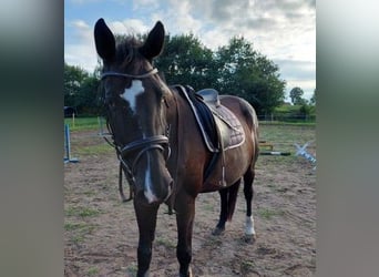 Westphalian, Mare, 15 years, 16 hh, Bay-Dark