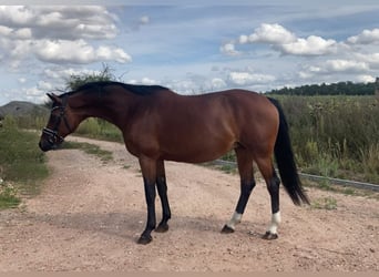 Westphalian, Mare, 15 years, 16 hh, Brown
