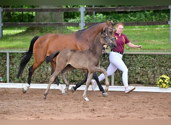 Westphalian, Mare, 15 years, 16 hh, Brown