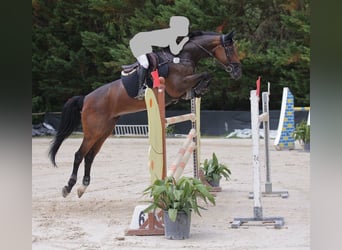 Westphalian, Mare, 15 years, 16 hh, Brown