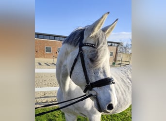 Westphalian, Mare, 15 years, 16 hh, Gray