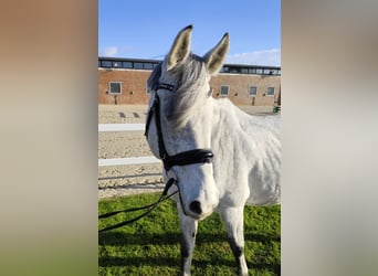 Westphalian, Mare, 15 years, 16 hh, Gray