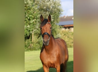 Westphalian, Mare, 15 years, 16,3 hh, Brown