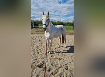 Westphalian, Mare, 15 years, 16,3 hh, Gray