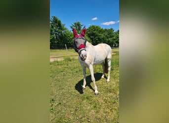 Westphalian, Mare, 15 years, 16,3 hh, Gray