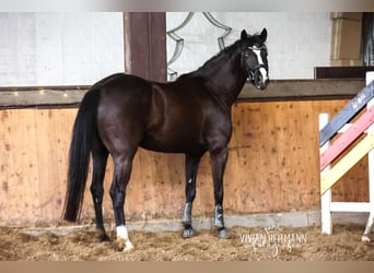 Westphalian, Mare, 16 years, 15.2 hh, Black