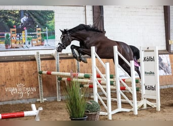 Westphalian, Mare, 16 years, 15.2 hh, Black