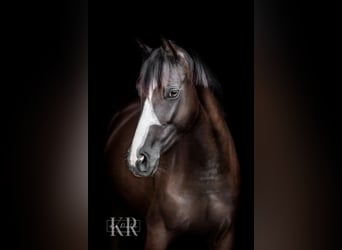 Westphalian, Mare, 16 years, 15.2 hh, Black