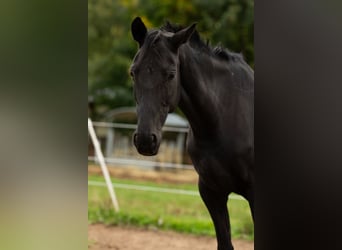 Westphalian, Mare, 16 years, 15,2 hh, Black
