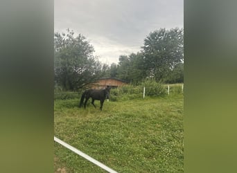 Westphalian, Mare, 16 years, 15,2 hh, Black