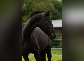 Westphalian, Mare, 16 years, 15,2 hh, Black
