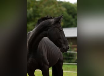 Westphalian, Mare, 16 years, 15,2 hh, Black