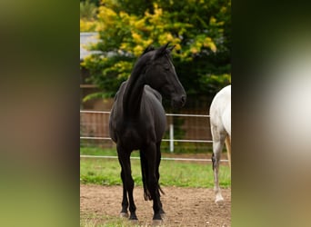 Westphalian, Mare, 16 years, 15,2 hh, Black